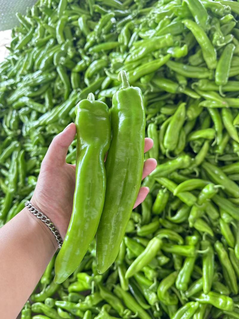牛角椒现大量上市，果长20-25大量有货，物流方便。