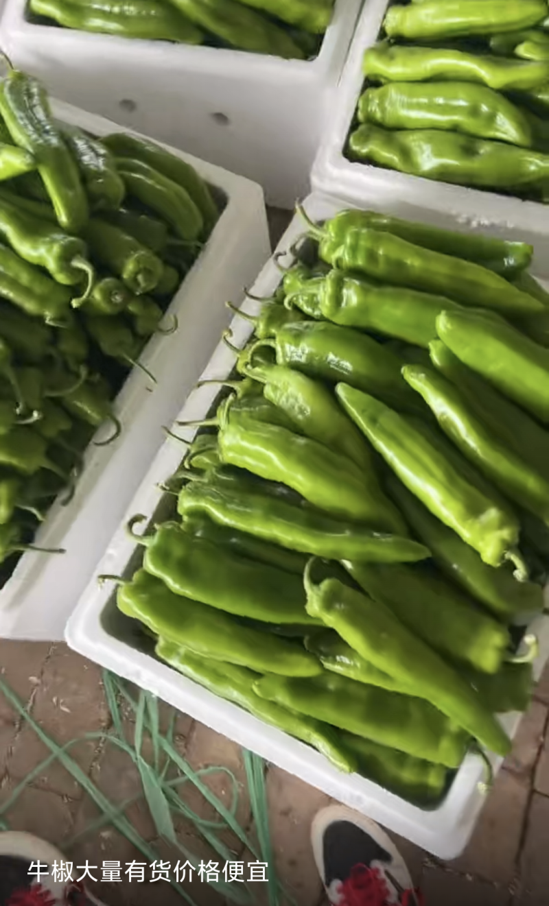 牛角椒现大量上市，果长20-25大量有货，物流方便。