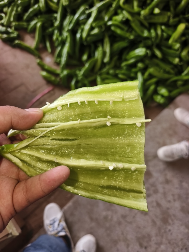 牛角椒现大量上市，果长20-25大量有货，物流方便。