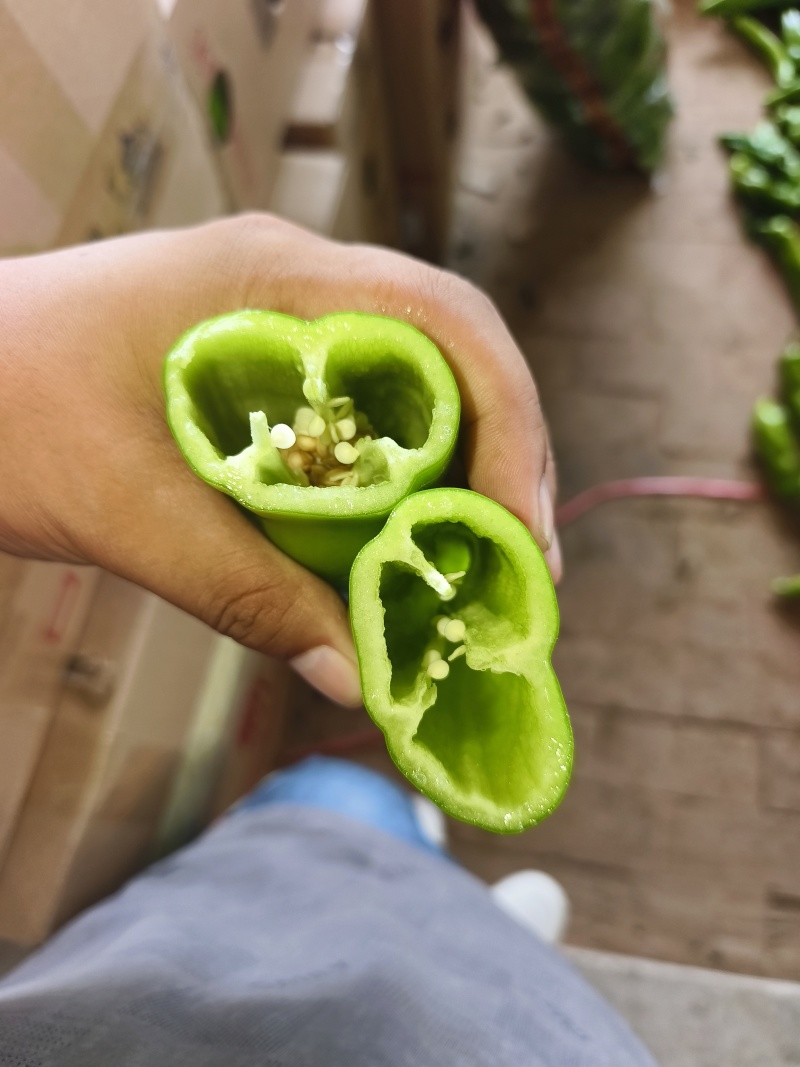 牛角椒现大量上市，果长20-25大量有货，物流方便。