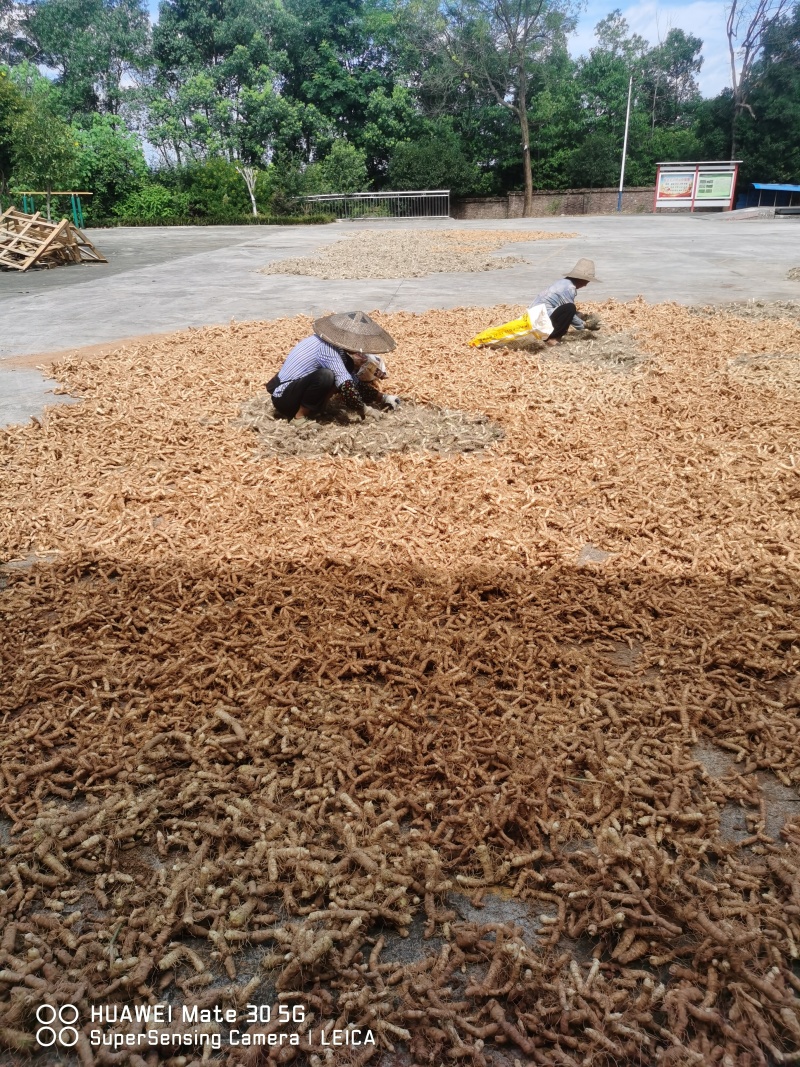玉竹片产地直供品质保障量大优惠欢迎客户进店咨询