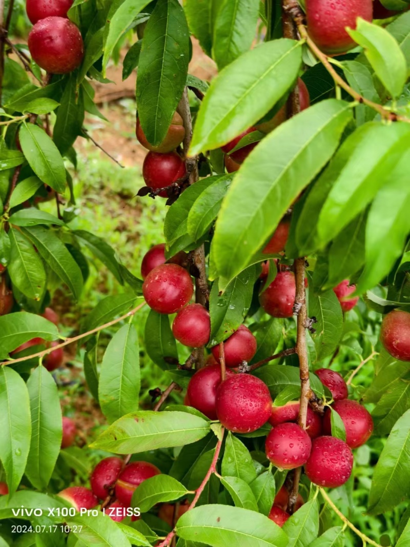 热卖中山东珍珠枣油桃离核油桃