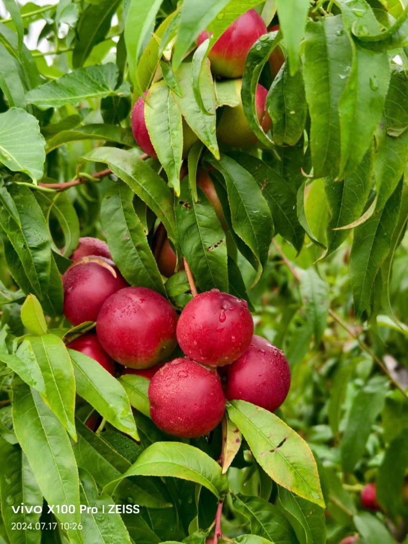 热卖中山东珍珠枣油桃离核油桃