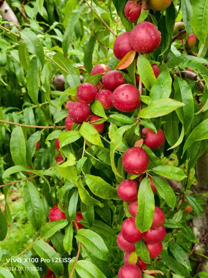热卖中山东珍珠枣油桃离核油桃