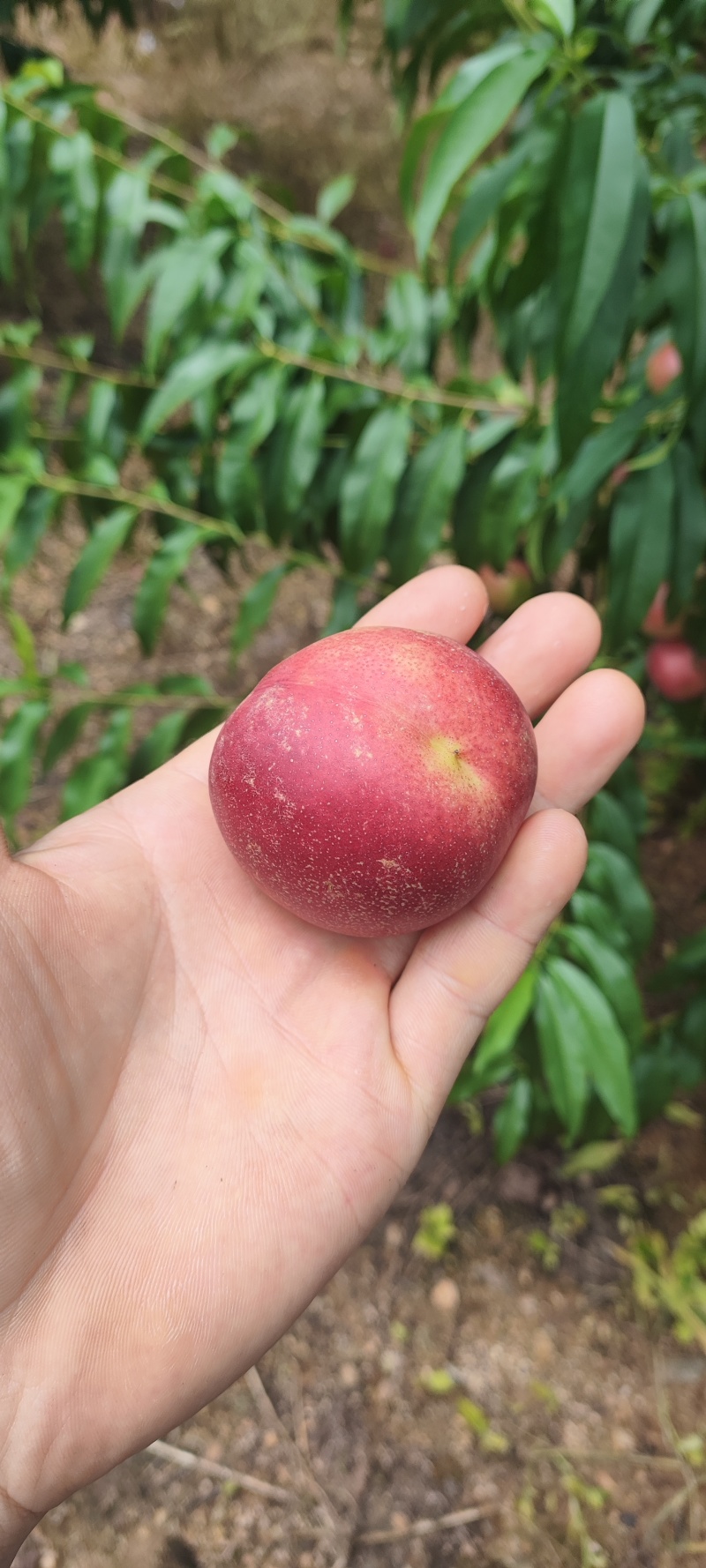 热卖中山东珍珠枣油桃离核油桃