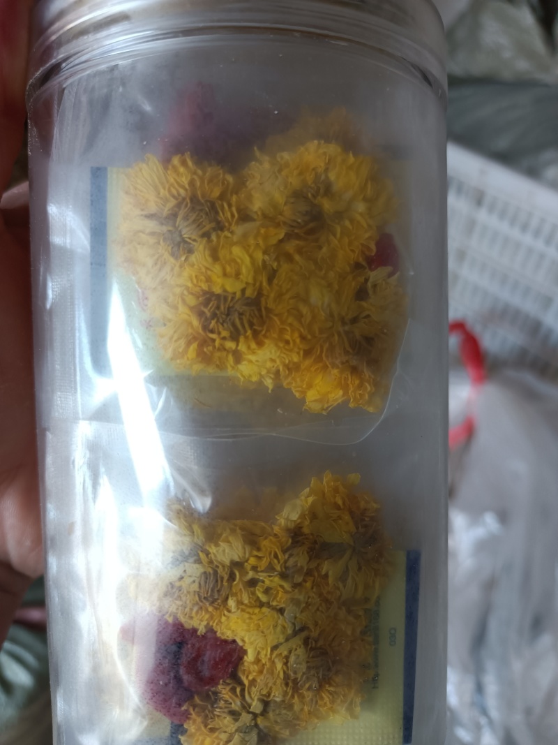 冰菊