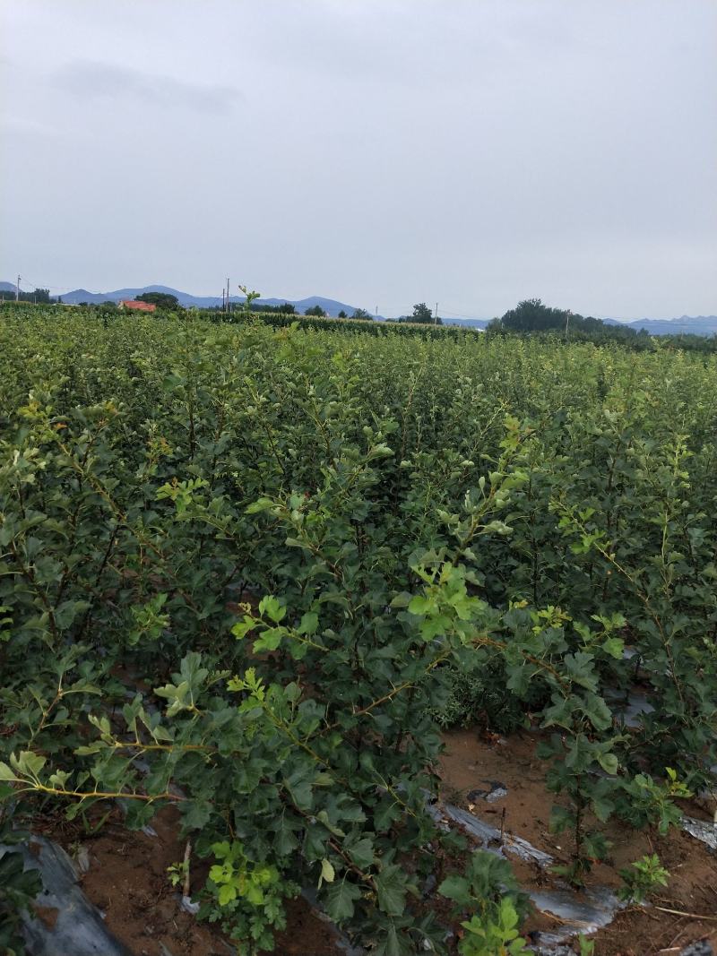 精品山楂树
