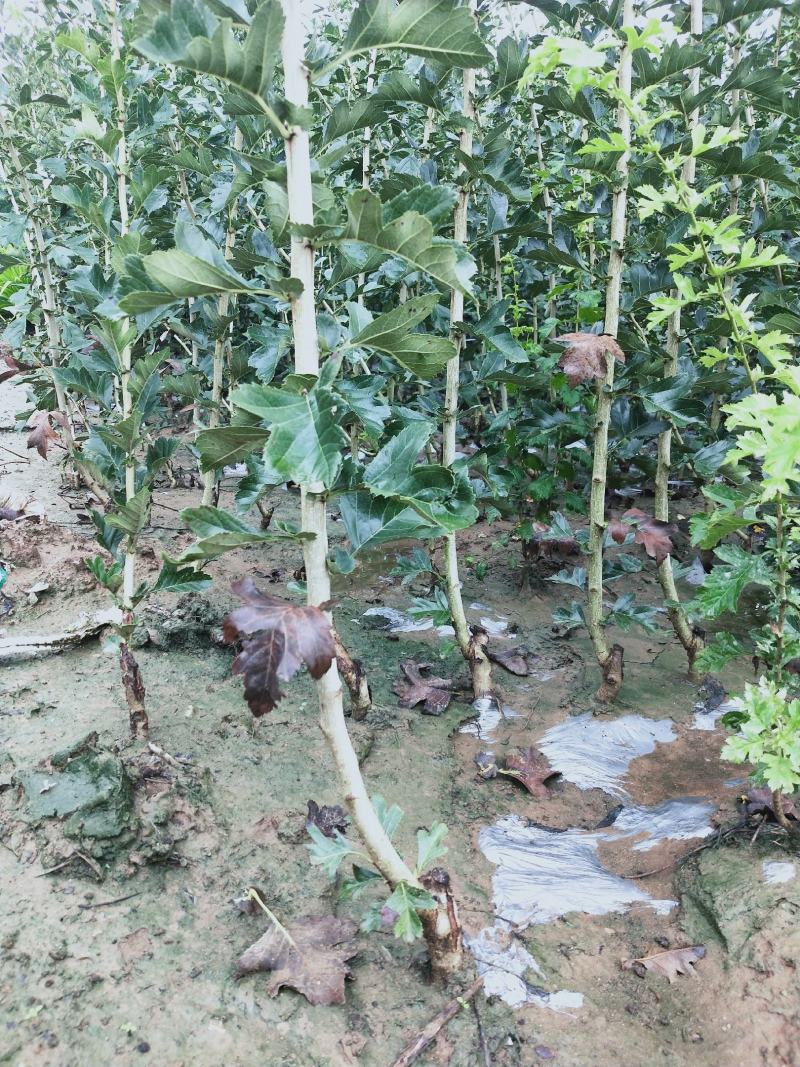 精品山楂树