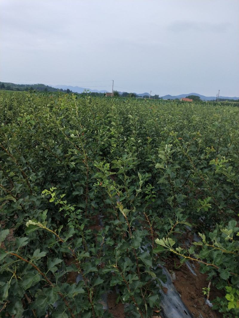 精品山楂树