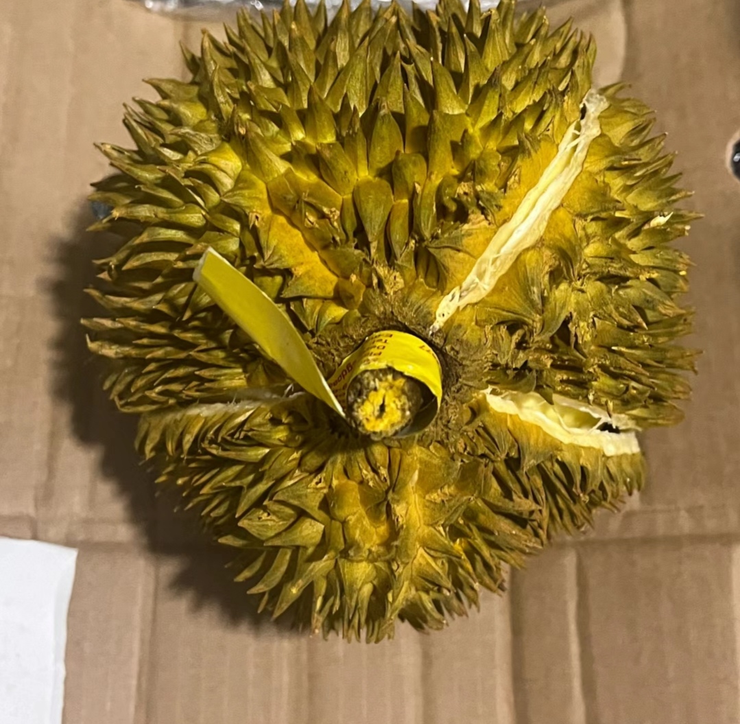 一个成熟的金枕头榴莲被纵向切开,露出饱满的金黄色果肉,果瓣清晰分明,果壳呈黄绿色带刺,背景为热带果园环境,阳光充足,湿度较高 金枕头榴莲剖面特写