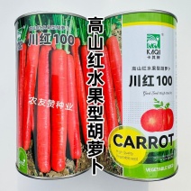 川红100胡萝卜种子水果型胡萝卜种籽七寸参胡萝卜籽秋季