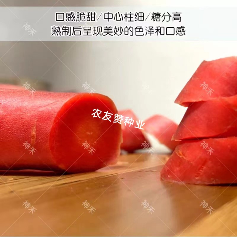 川红100胡萝卜种子水果型胡萝卜种籽七寸参胡萝卜籽秋季