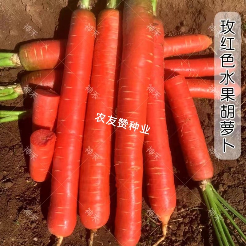 川红100胡萝卜种子水果型胡萝卜种籽七寸参胡萝卜籽秋季