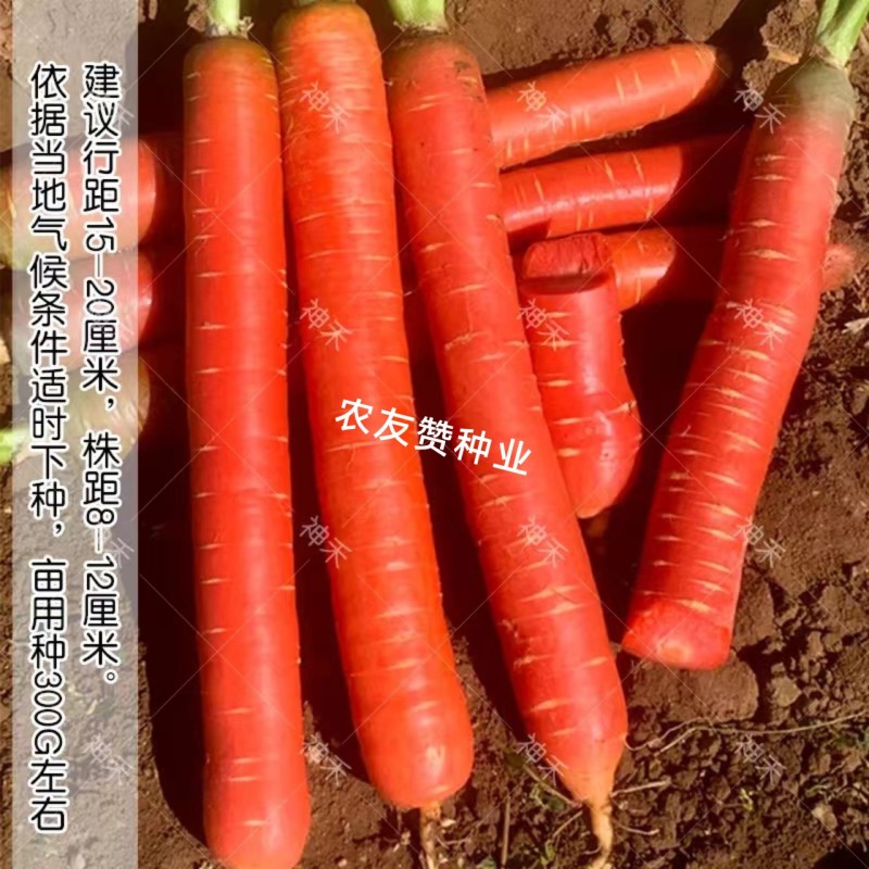 川红100胡萝卜种子水果型胡萝卜种籽七寸参胡萝卜籽秋季