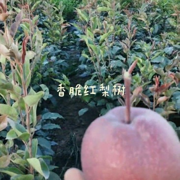 梨树，红梨树，秋月梨树等