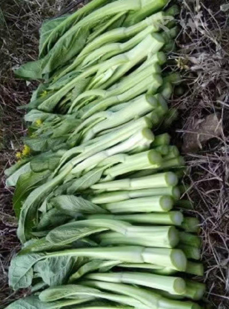 菜苔种子白塔一号早熟45天耐热耐湿苔色白绿丰产抗病