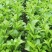 菜苔种子白塔一号早熟45天耐热耐湿苔色白绿丰产抗病