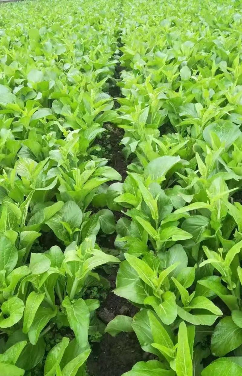 菜苔种子白塔一号早熟45天耐热耐湿苔色白绿丰产抗病