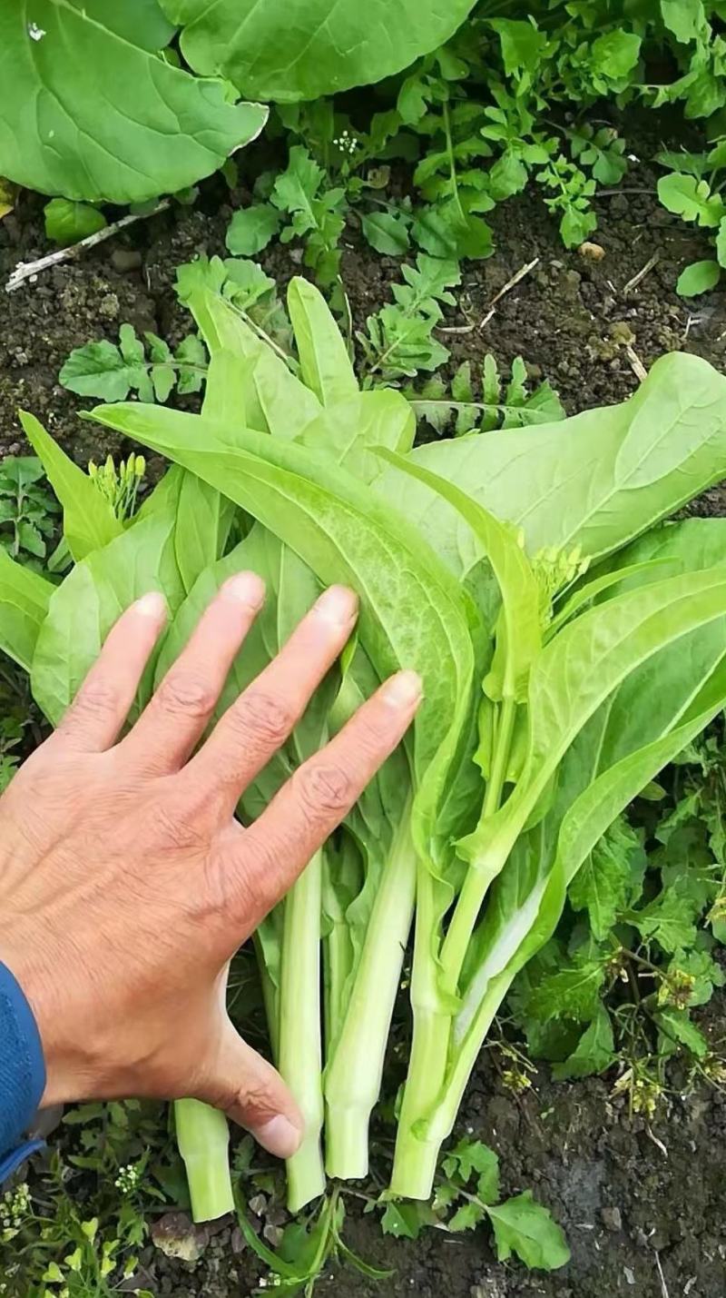 菜苔种子白塔一号早熟45天耐热耐湿苔色白绿丰产抗病