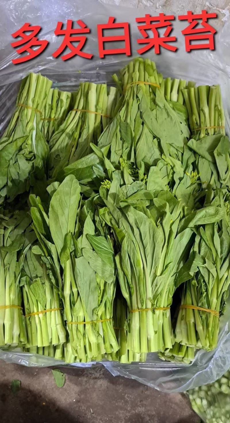 菜苔种子白塔一号早熟45天耐热耐湿苔色白绿丰产抗病