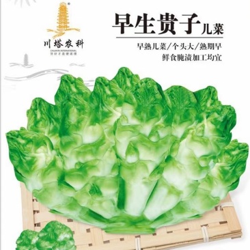 儿菜种子早生贵子早熟儿菜儿多又大早上市价格好
