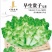 儿菜种子早生贵子早熟儿菜儿多又大早上市价格好