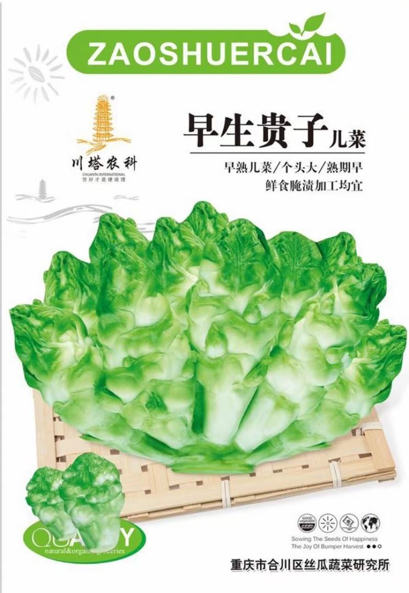 儿菜种子早生贵子早熟儿菜儿多又大早上市价格好