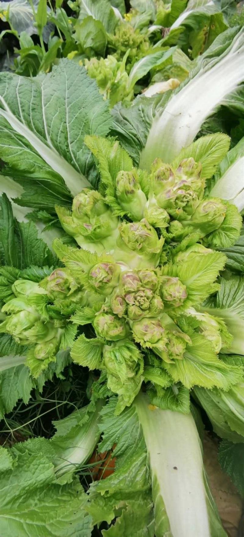 儿菜种子早生贵子早熟儿菜儿多又大早上市价格好