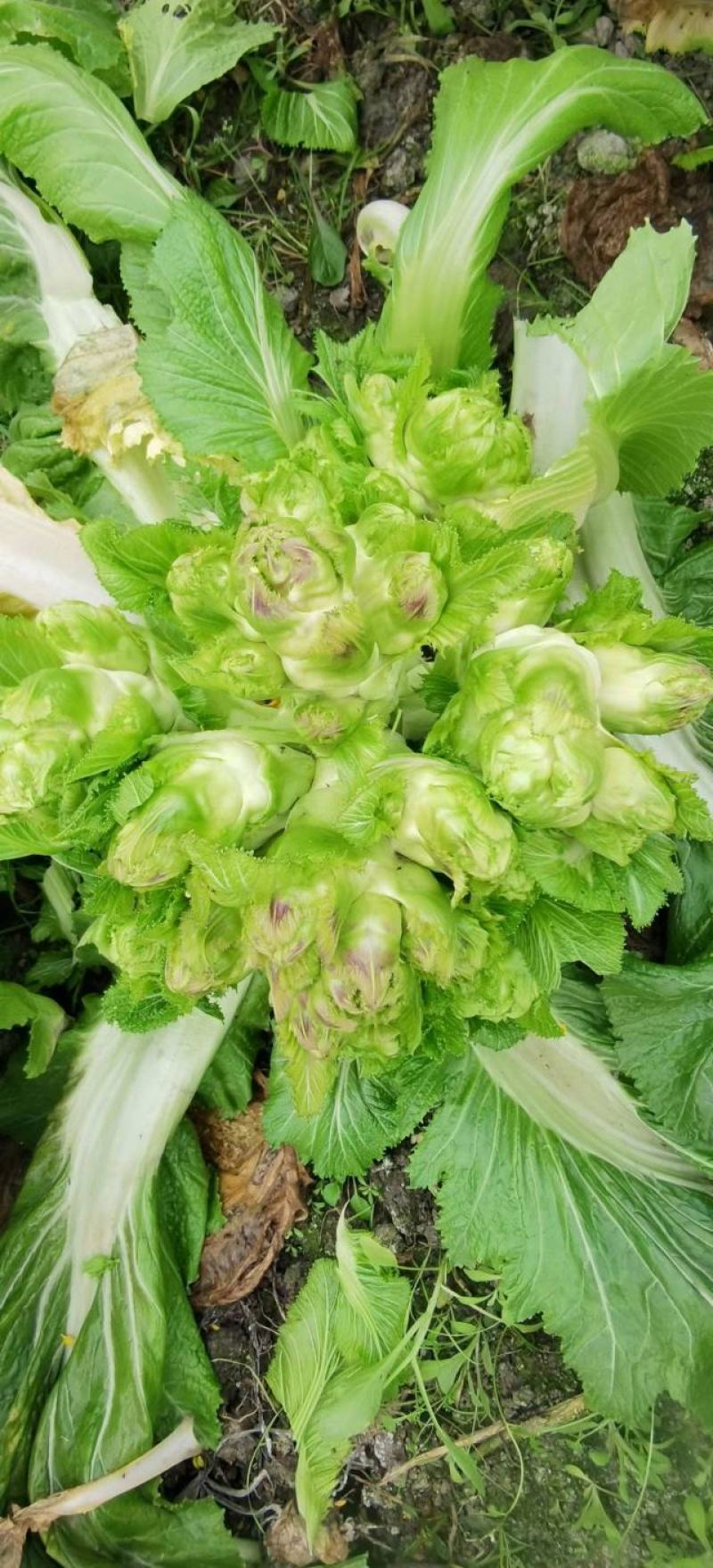 儿菜种子早生贵子早熟儿菜儿多又大早上市价格好