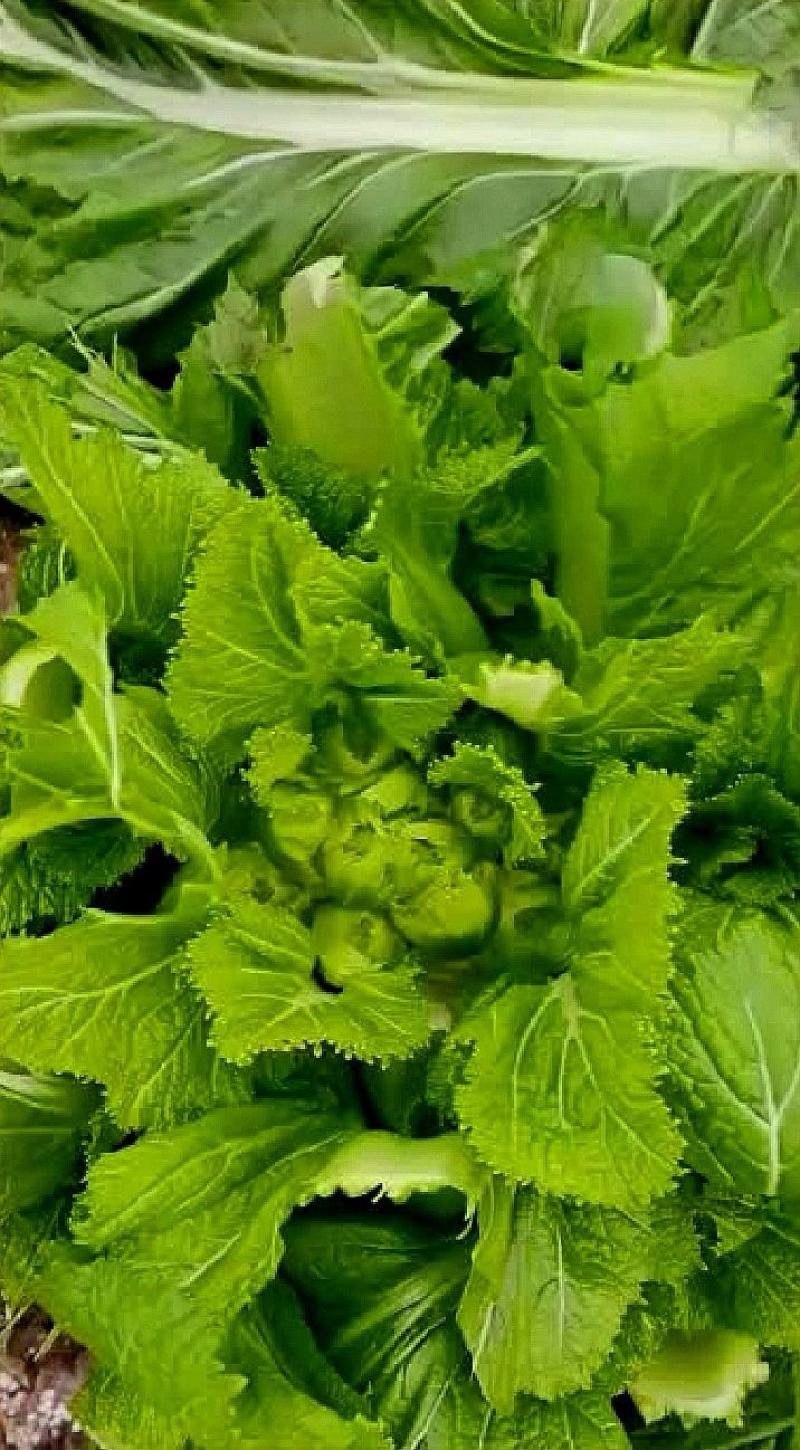 儿菜种子早生贵子早熟儿菜儿多又大早上市价格好