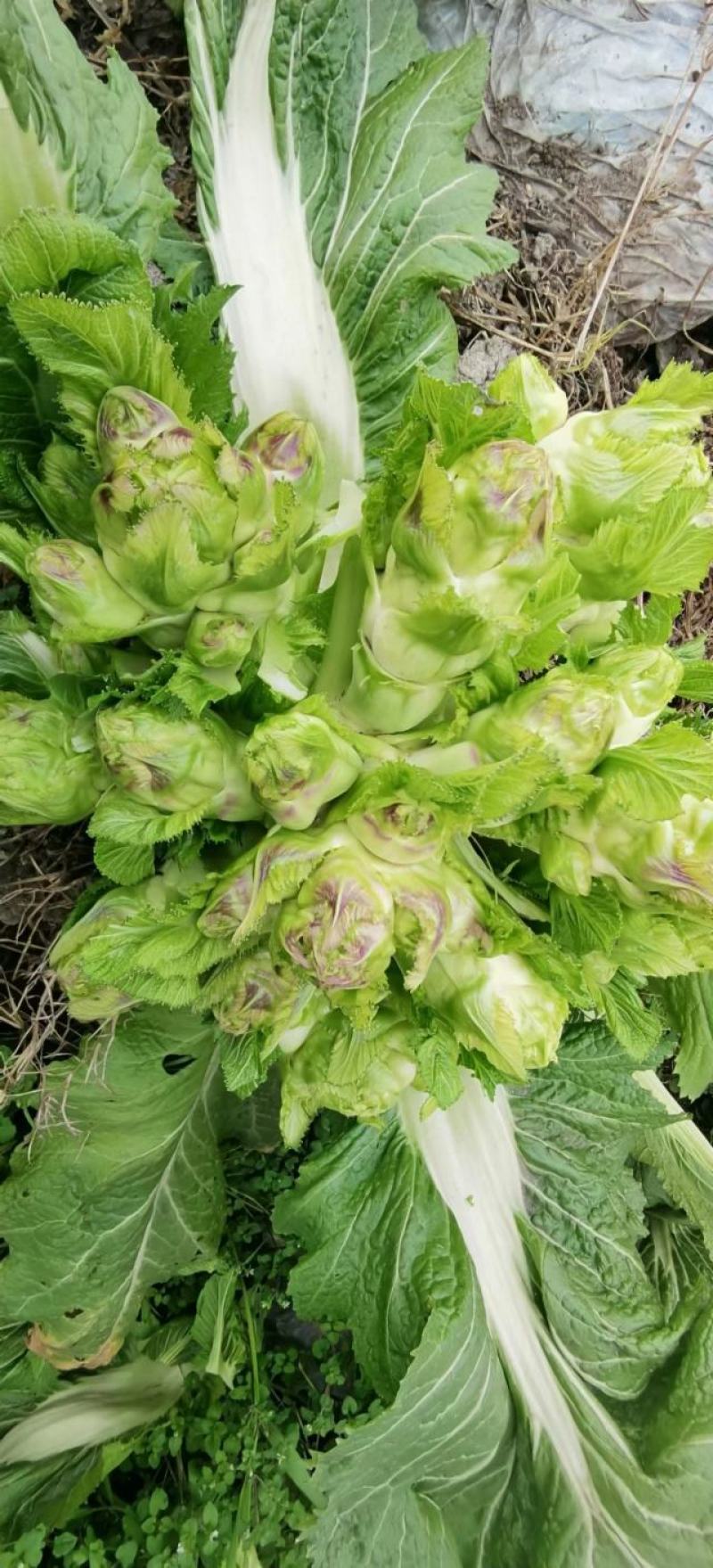 儿菜种子早生贵子早熟儿菜儿多又大早上市价格好