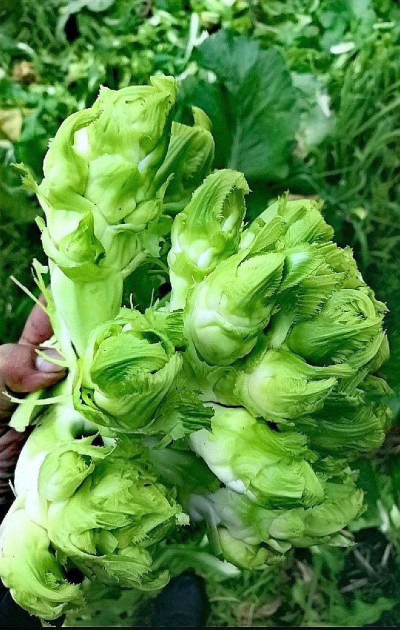 儿菜种子早生贵子早熟儿菜儿多又大早上市价格好