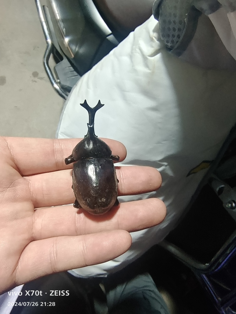 独角仙
