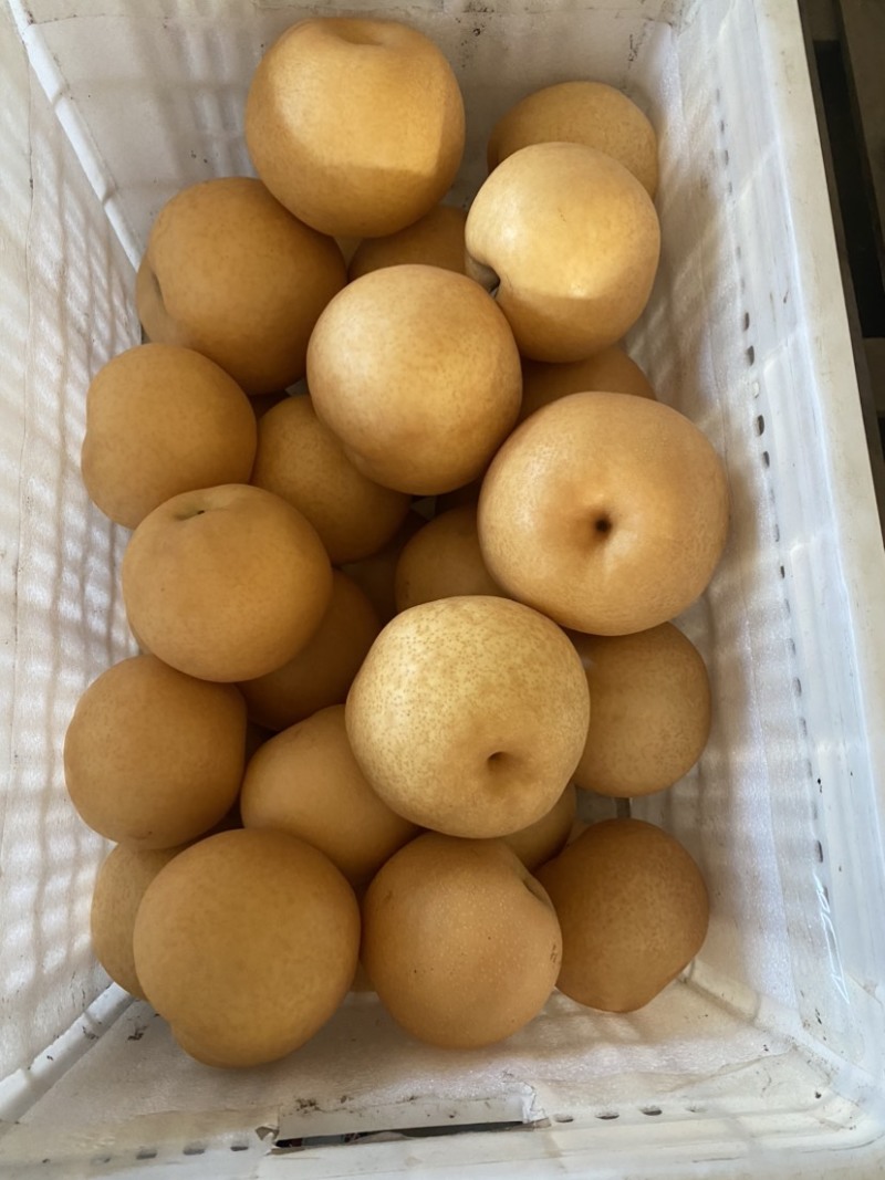 秋月梨安徽精品秋月新玉梨韩系高新梨商超电商供货