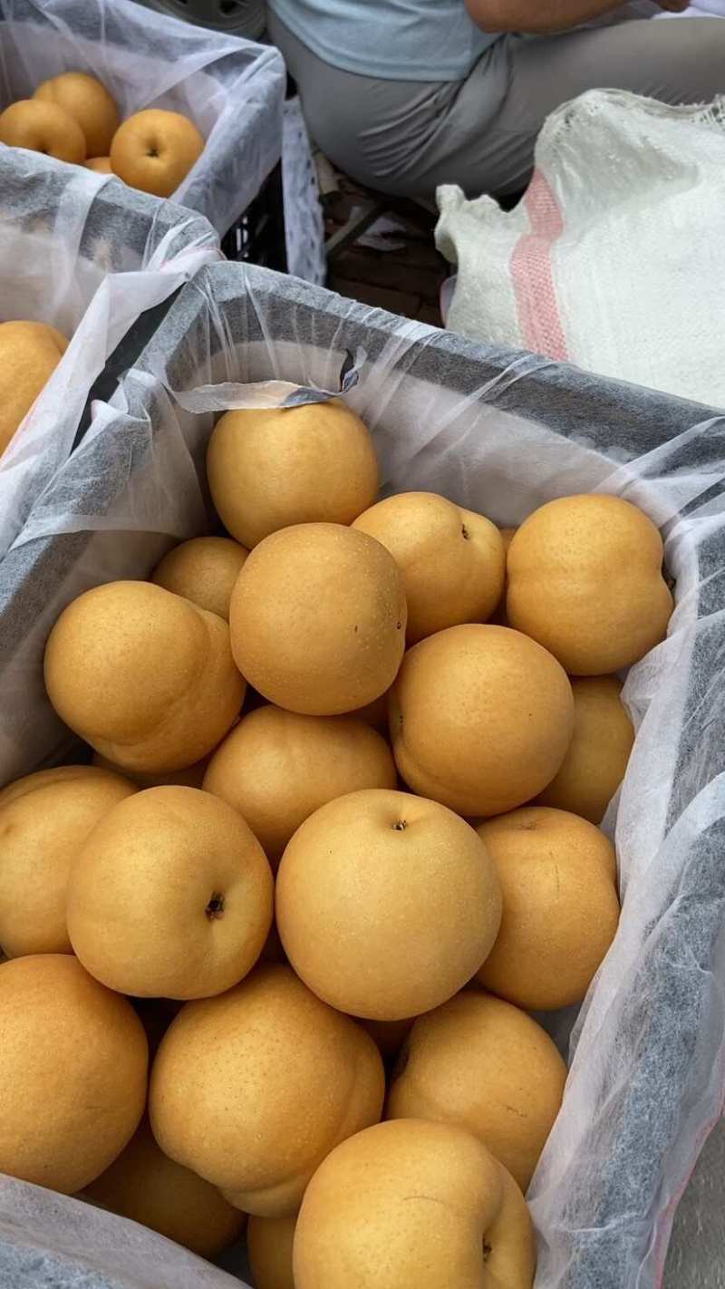 秋月梨安徽精品秋月新玉梨韩系高新梨商超电商供货