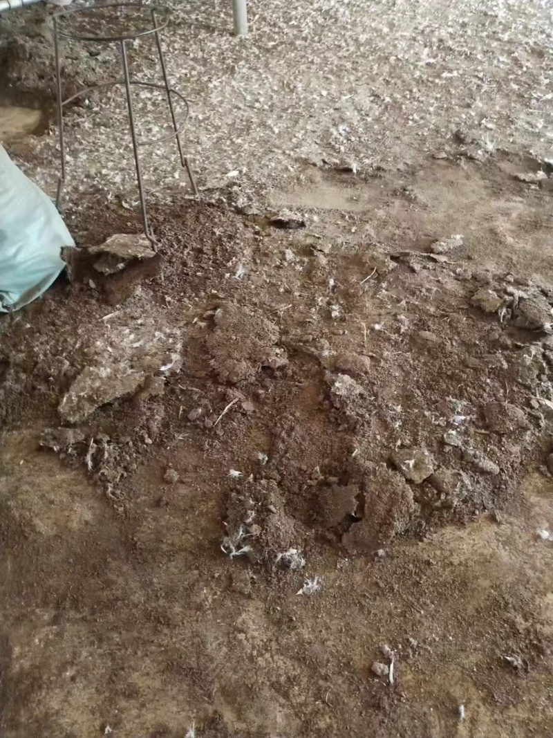 谷壳干鸡粪江西鸡禽畜有机肥对接各大果园基地老板
