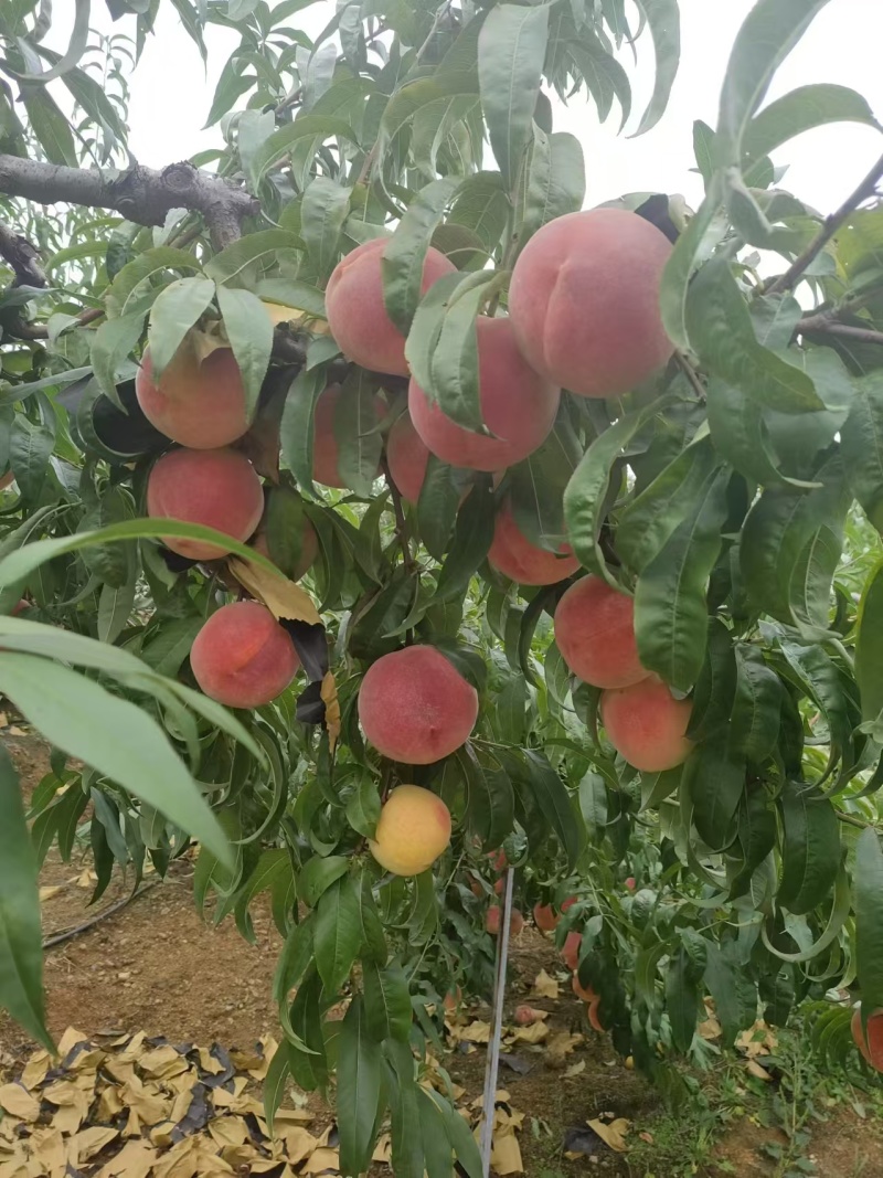 精品毛桃红毛桃大量上市了产地直发保质保量量大优惠