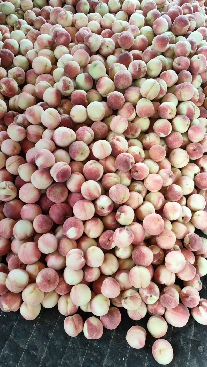精品毛桃红毛桃大量上市了产地直发保质保量量大优惠