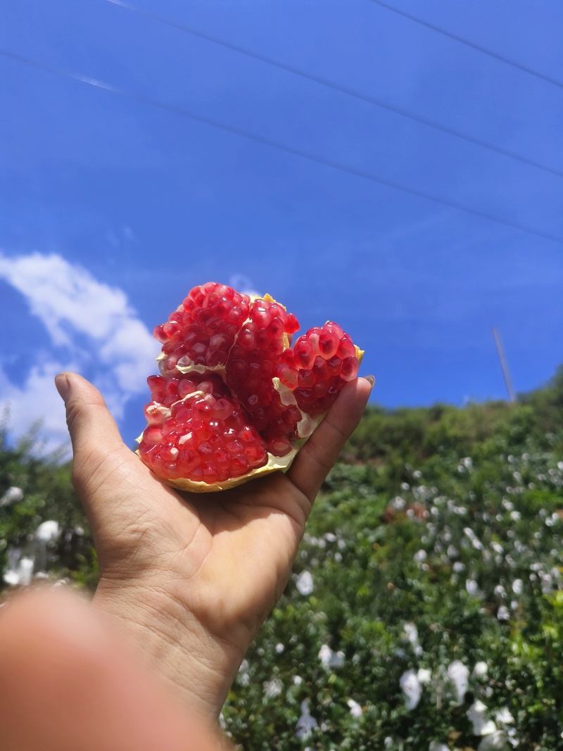会理软籽石榴，大量供应，市场统货电商统货，商超货，