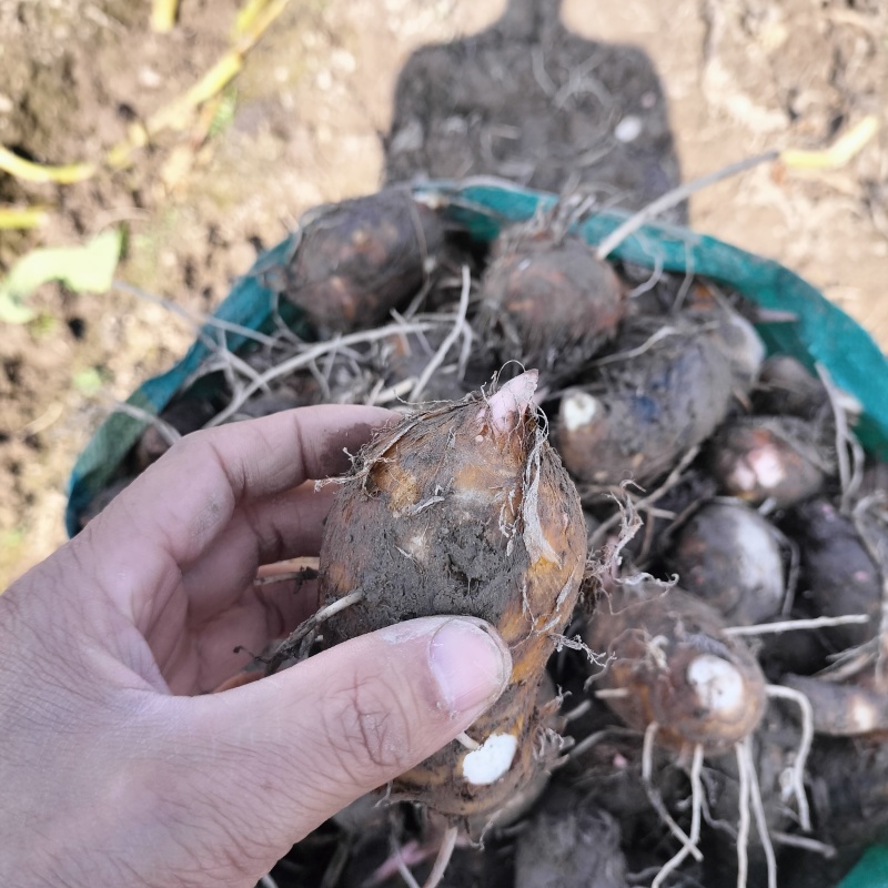 红芽芋种植基地直发红芽芋中果