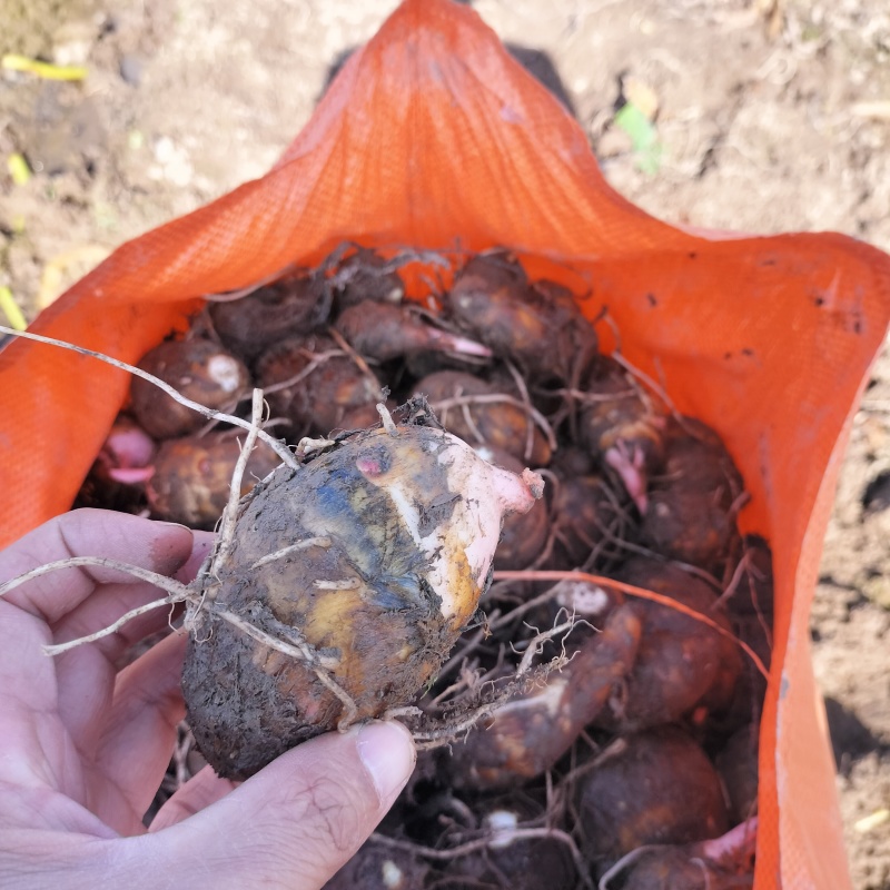 红芽芋种植基地直发红芽芋中果