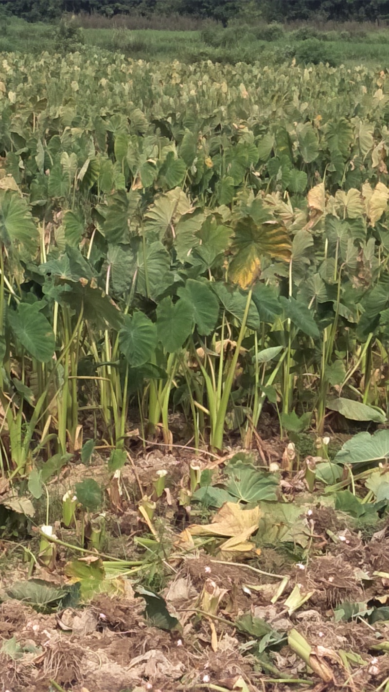 红芽芋种植基地直发红芽芋中果