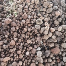 山乌龟种球批发，小精品，适合上盆