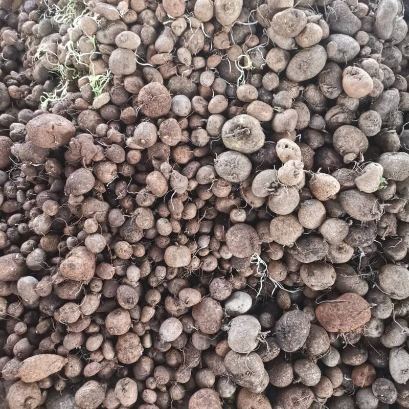 山乌龟种球批发，小精品，适合上盆