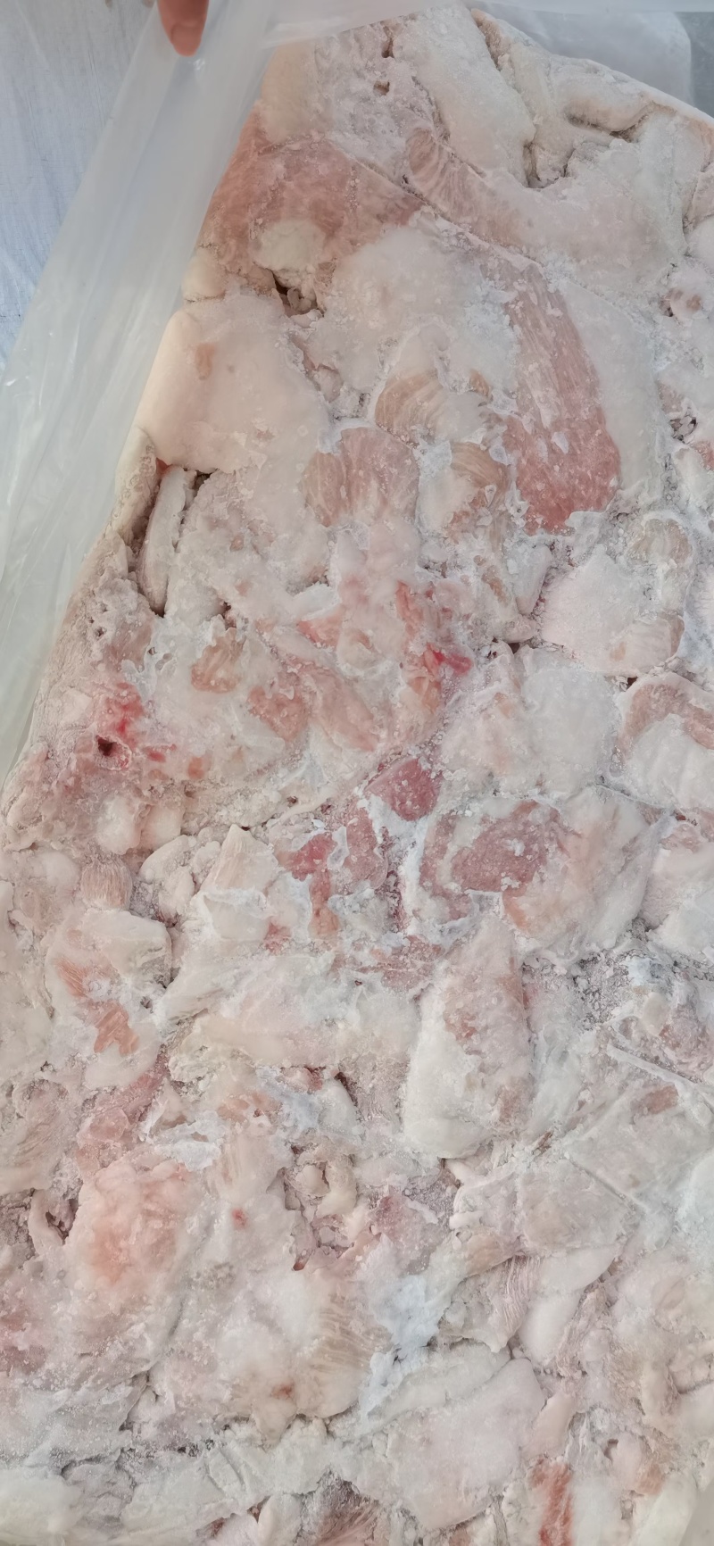 肥猪碎肉到三七低出新货灌肠三七冷冻猪碎肉
