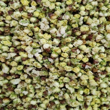 绿梅花白梅花绿萼梅茶中药材白梅花
