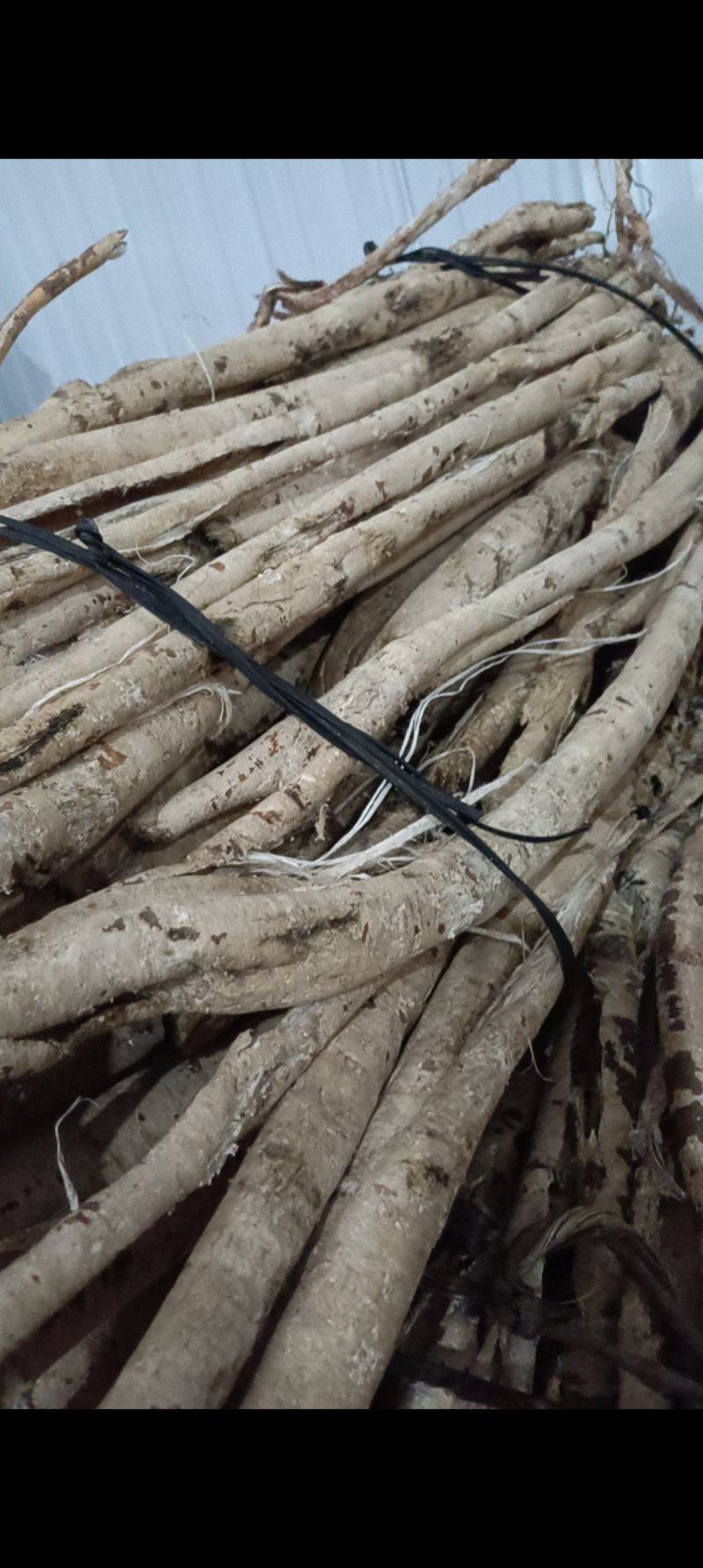 桑白皮