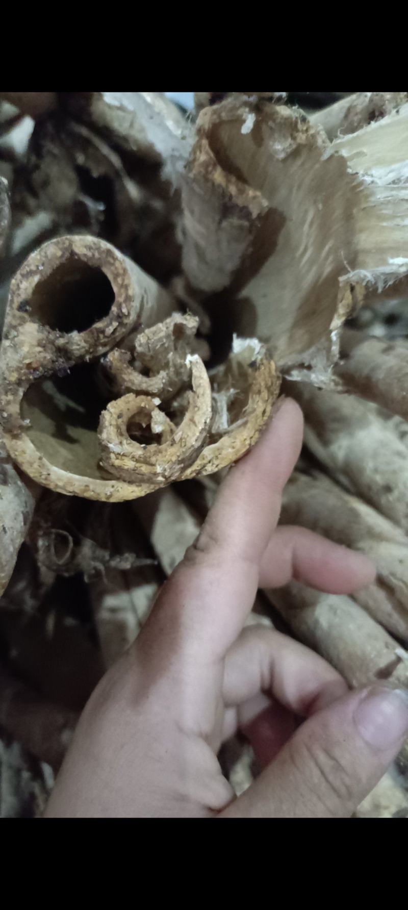 桑白皮