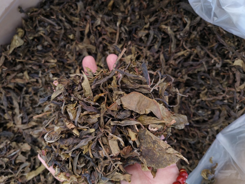 普洱生普茶古树黄金叶生茶香甜回甘生津好喝
