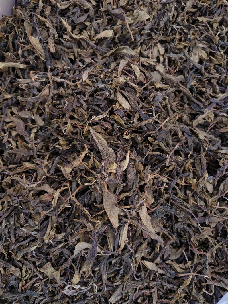 普洱生普茶古树黄金叶生茶香甜回甘生津好喝